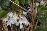 Trailing arbutus